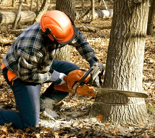 Tree Removal in Lisbon, ND